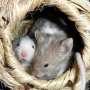 Extending lives of old mice by connecting vessels to young ones