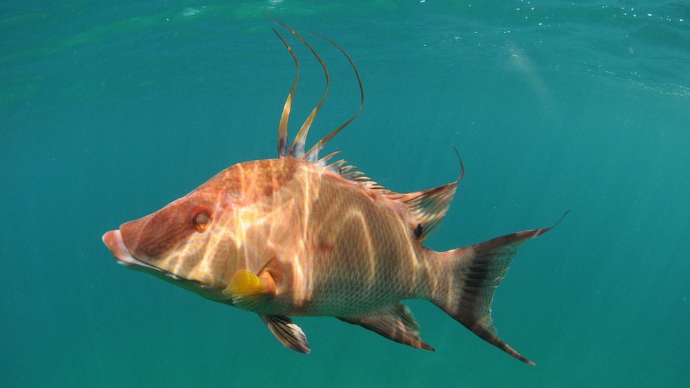 Color-changing hogfish use their skin to ‘see’ themselves — even after they’re dead