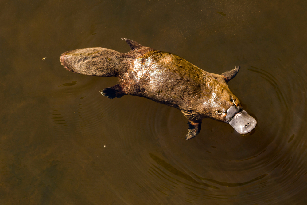 When Scientists Believed the Adorable Platypus Was a Hoax
