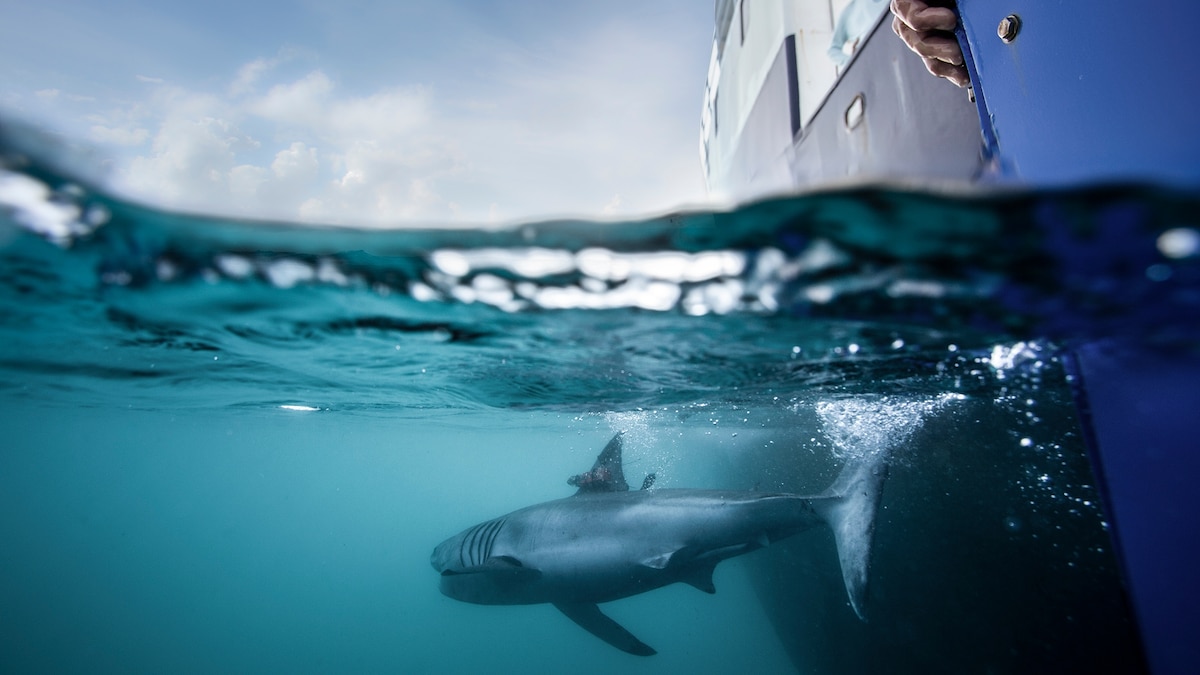 Meet Simon and Jekyll, two great white sharks on a 4,000-mile journey together. Are they … friends?