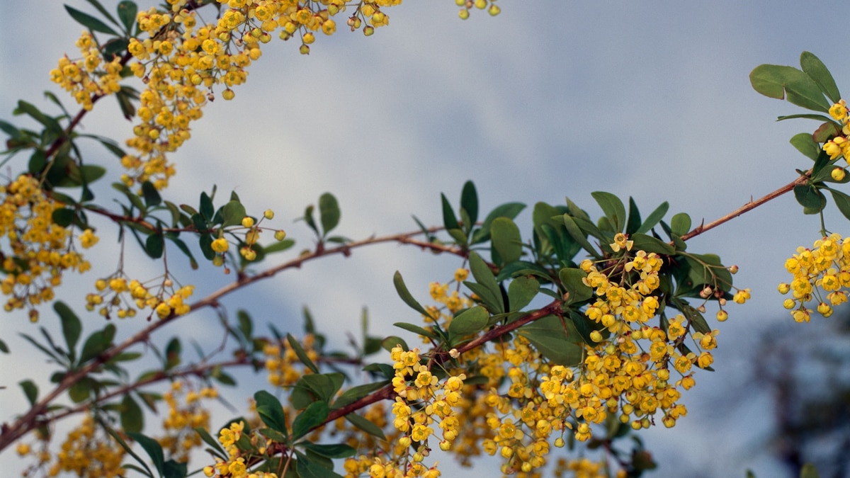 Are claims that Berberine is ‘nature’s Ozempic’ overblown?