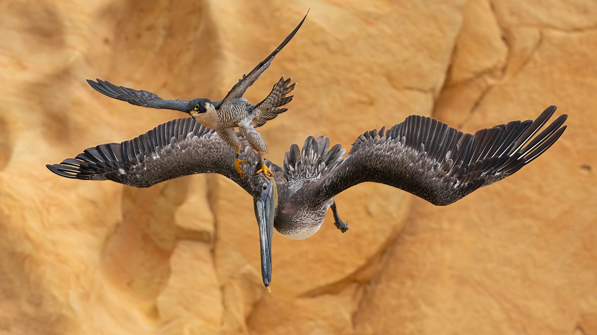 Moment falcon digs its talons into pelican’s head to protect its nest captured in incredible photo