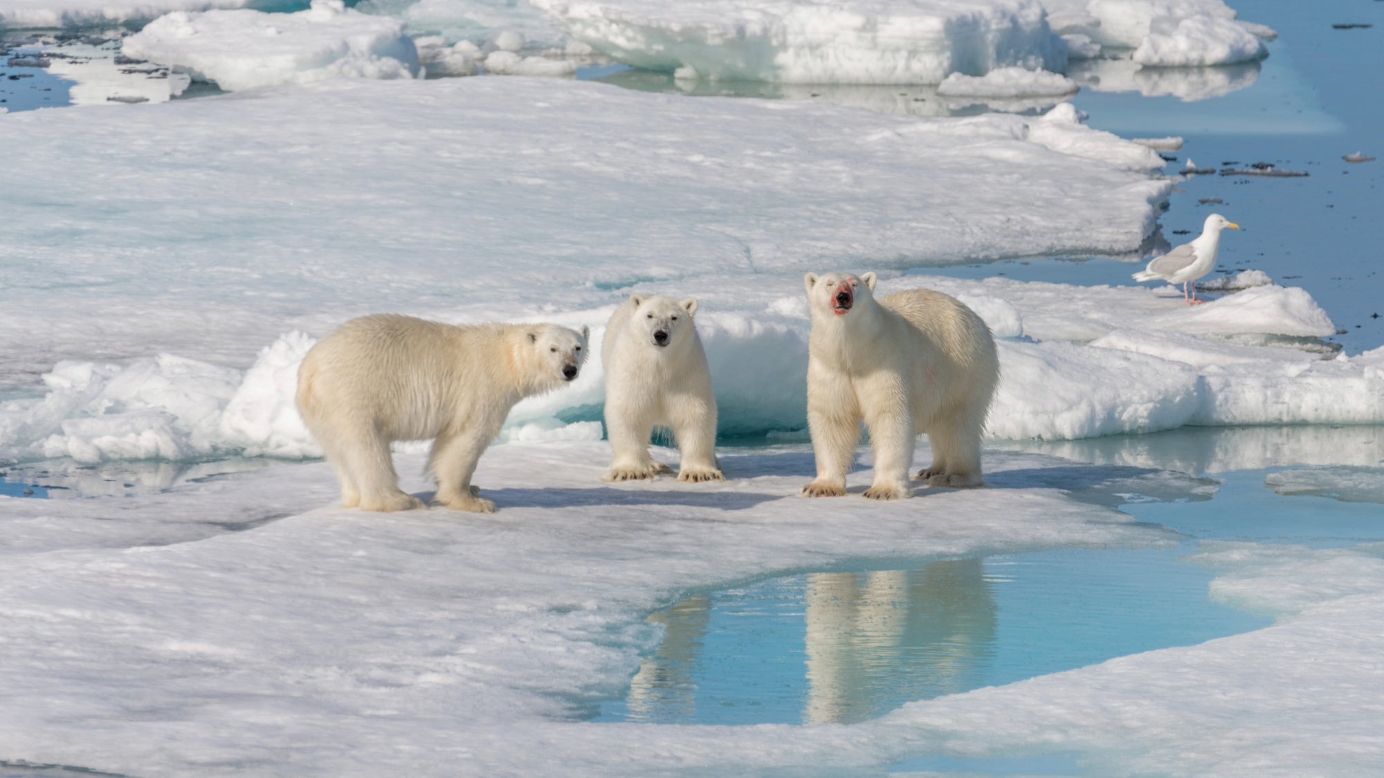 Polar bear decline is directly linked to greenhouse gas emissions