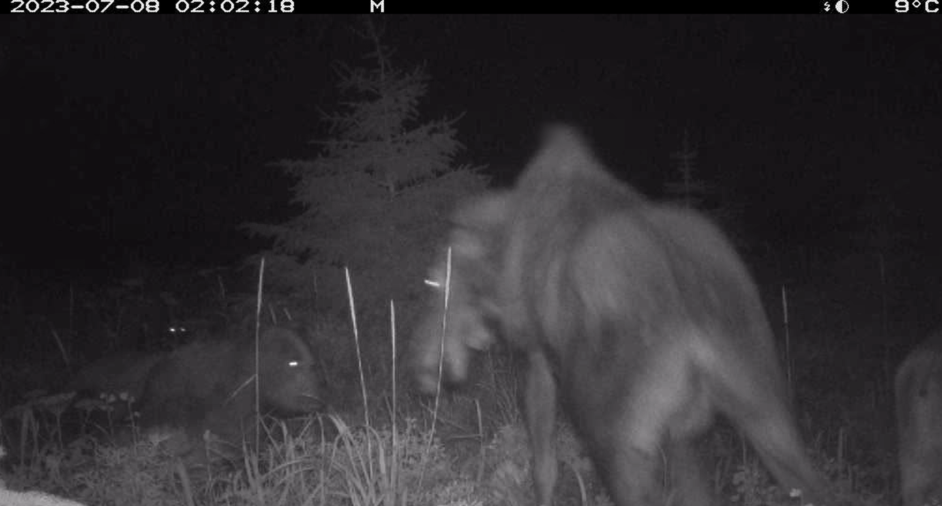 Brown Bear and Wolf Team Up to Attack Moose and Calf in Shocking Video
