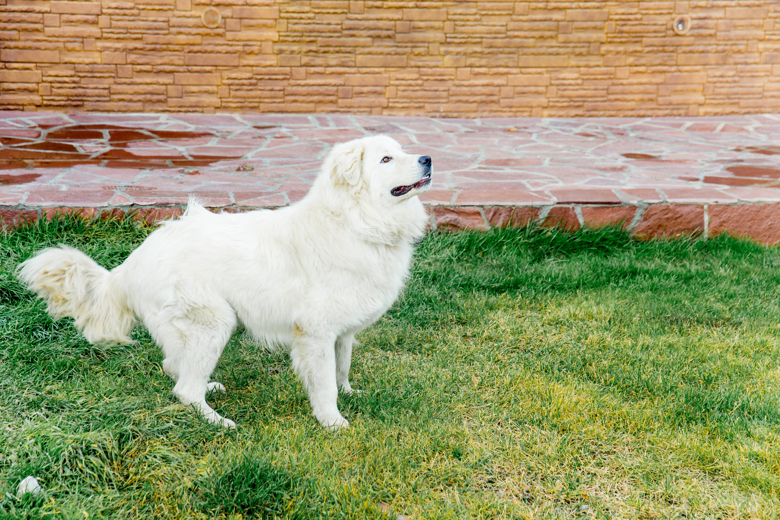 Exact Moment Great Pyrenees Doesn’t Recognize Her Mom Goes Viral: ‘Danger’