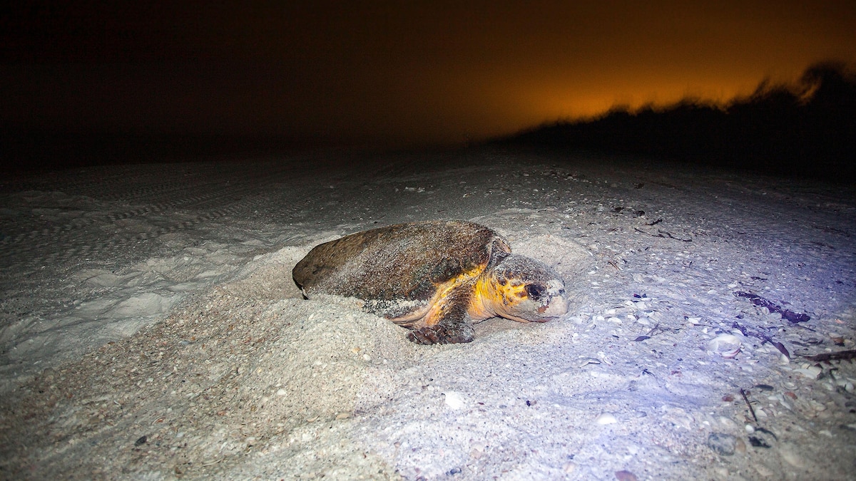 Meet the dog who can find rare sea turtle nests at a shocking success rate