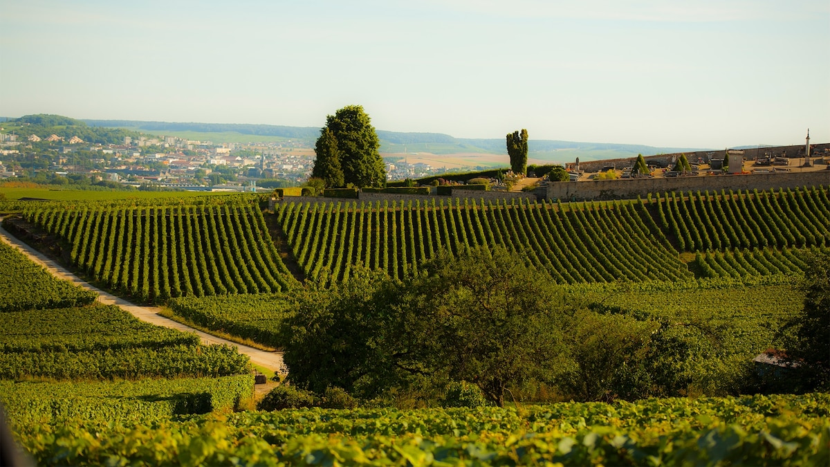 How to plan a wine-tasting tour in Champagne