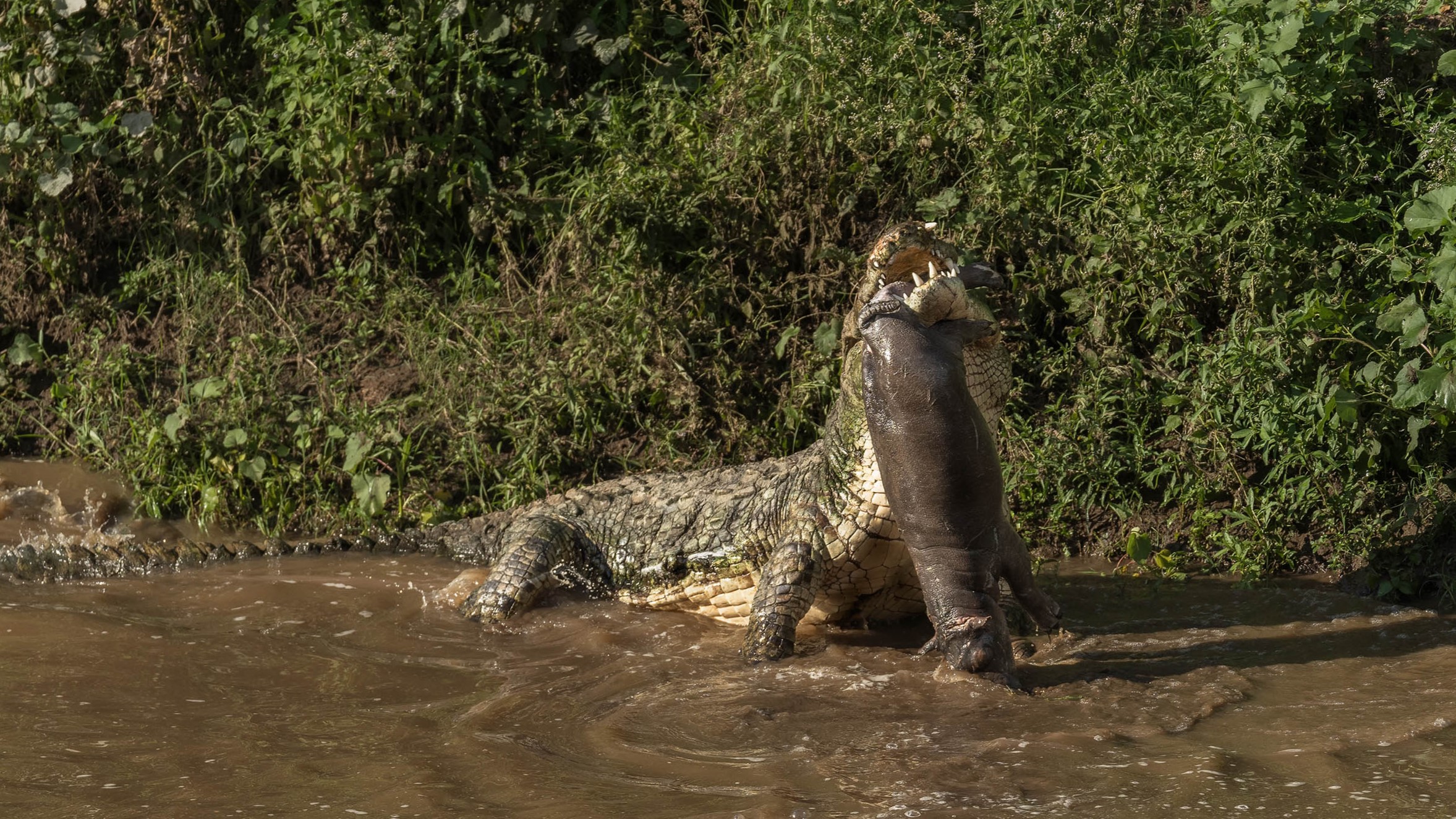 Watch rare footage of huge crocodile eating baby hippo with umbilical cord still attached