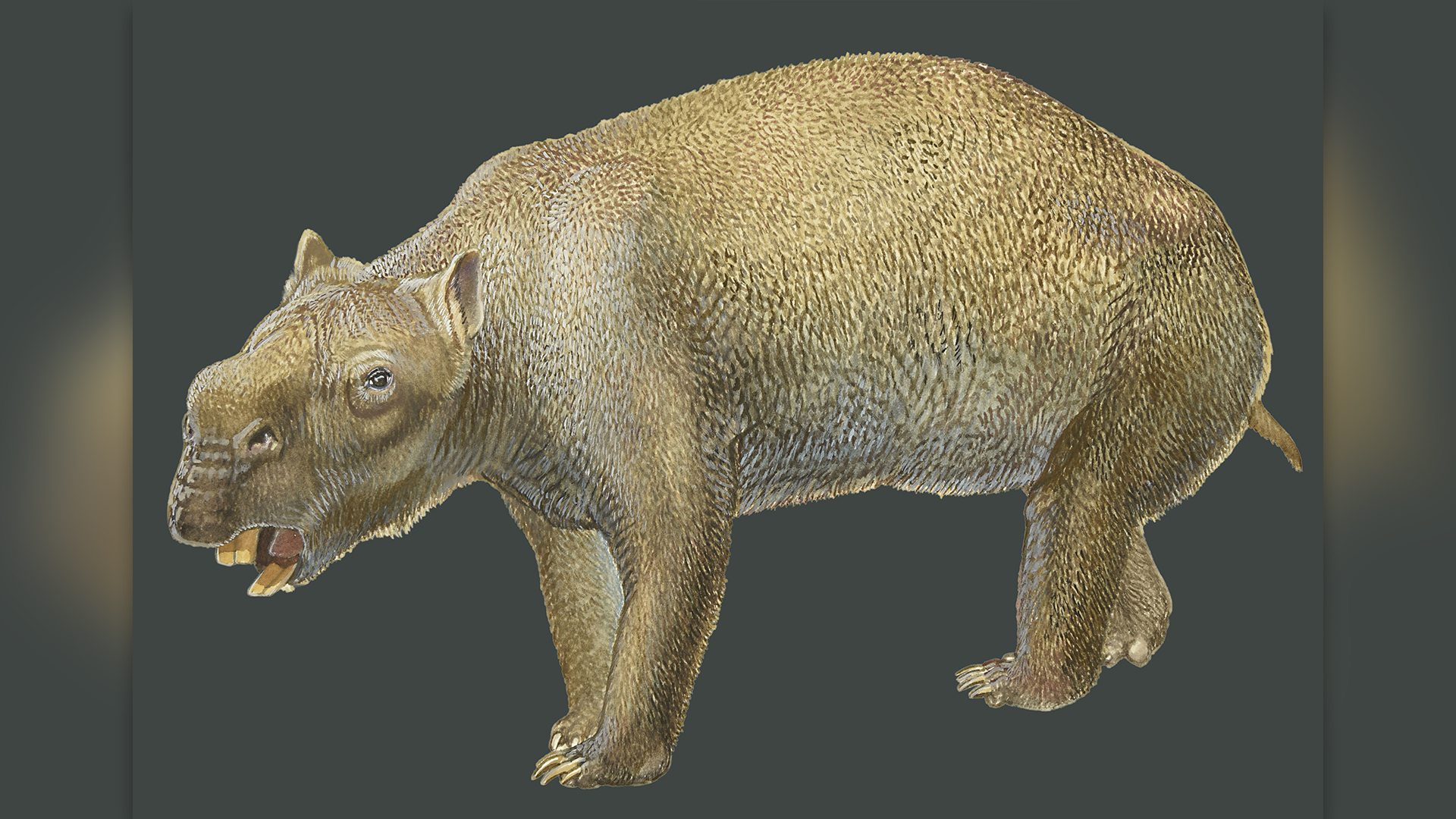 Ancient skeletons of largest-ever marsupial unearthed in Australia
