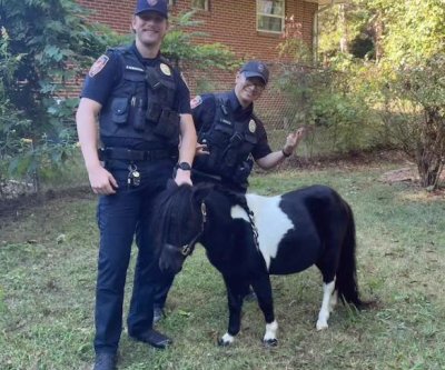 Look: Miniature horse found wandering loose in North Carolina neighborhood