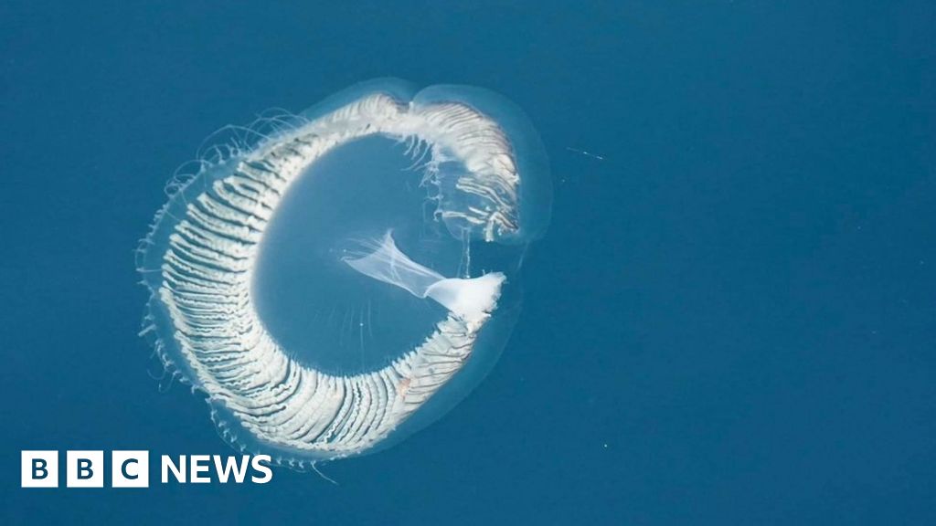 Rare crystal jellyfish spotted off Cornwall coast