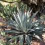 Researchers find pre-Columbian agave plants persisting in Arizona landscapes