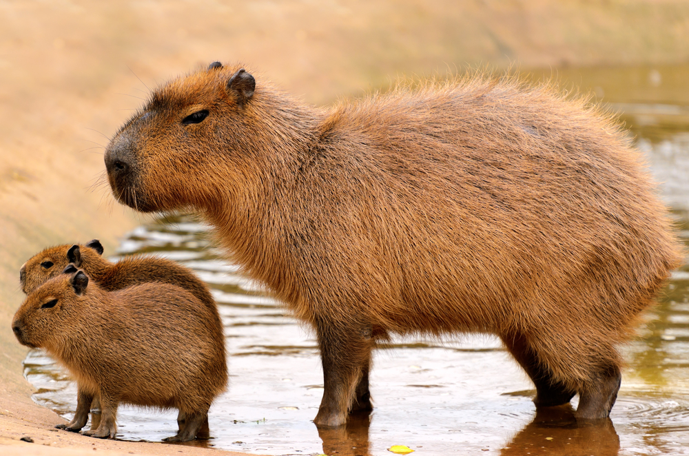 6 Reasons Why Capybaras Are so Popular