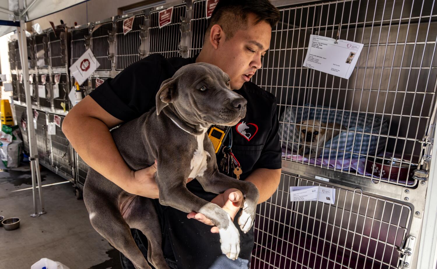‘We’re inundated’: Animal shelters across the U.S. are overflowing