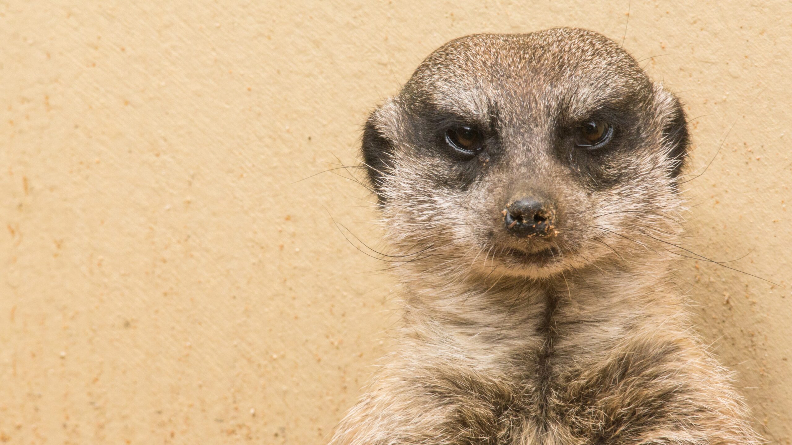 Some female meerkats have a brutal, bloodthirsty streak, and now we may know why