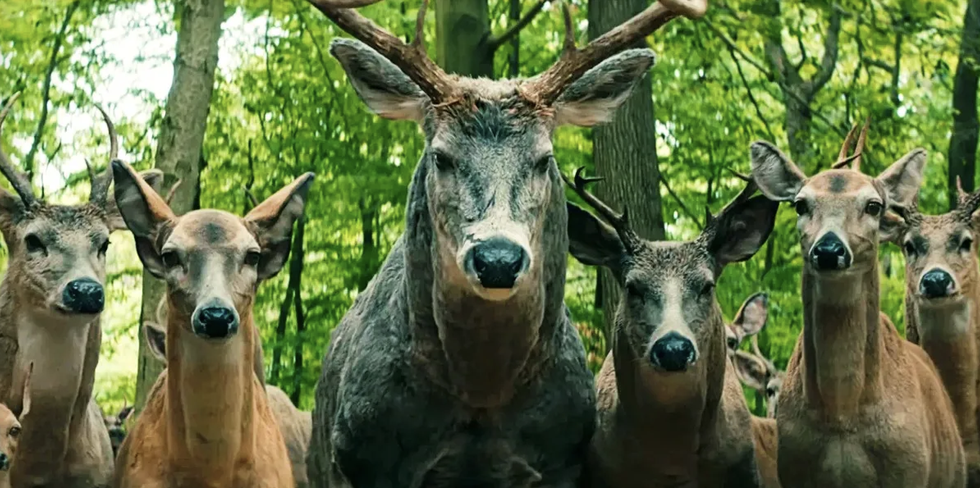 Here’s What the Deer Symbolize in Leave the World Behind