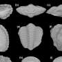 3D preservation of trilobite soft tissues sheds light on convergent evolution of defensive enrollment
