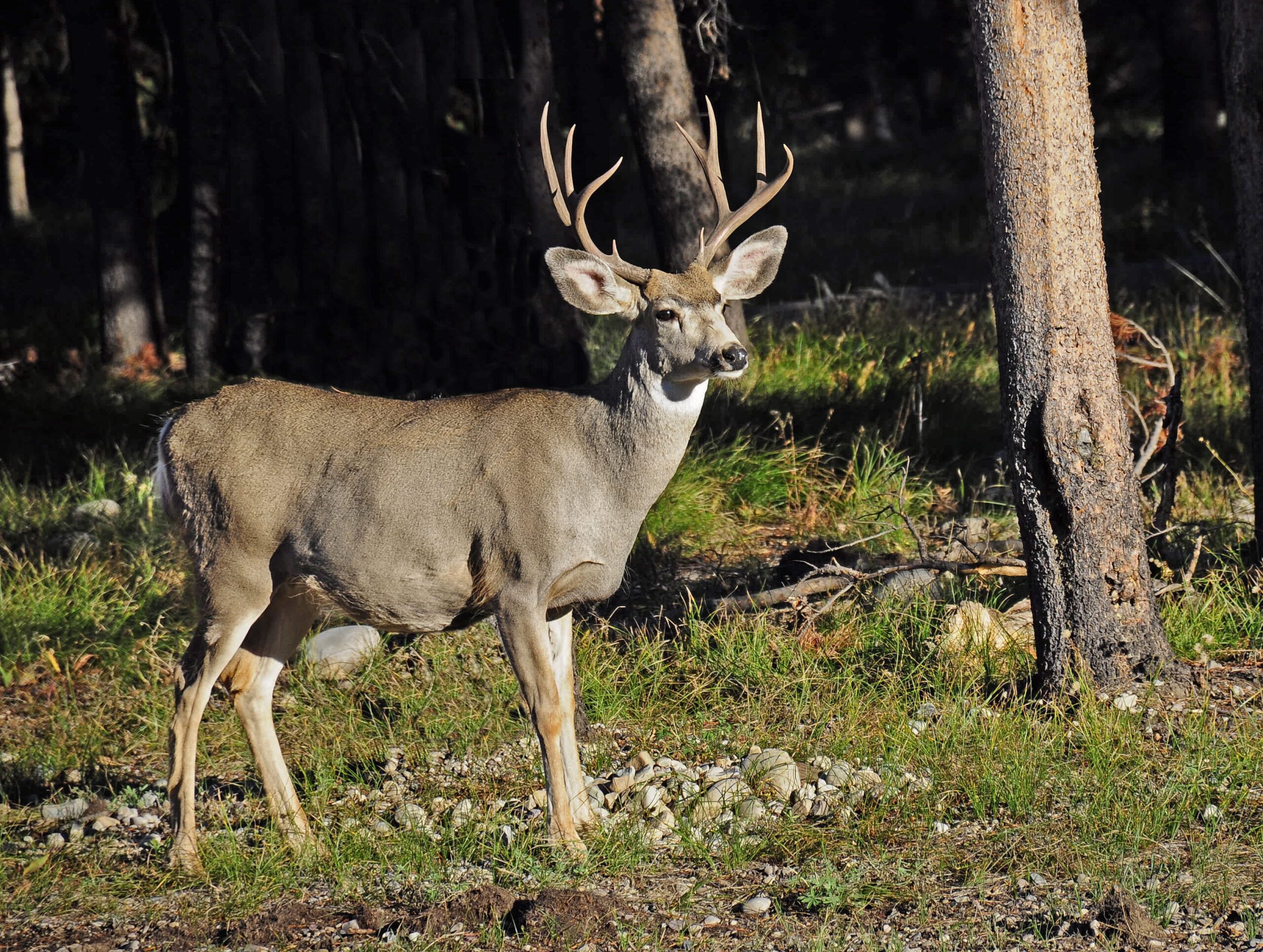 Zombie Deer Disease a ‘Slow Moving Disaster’ for Humans, Scientists Warn