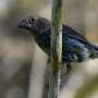Study of Darwin’s finches sheds light on how one species become many