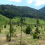 Novel methodology projects growth of native trees, enhancing return on investment in forest restoration