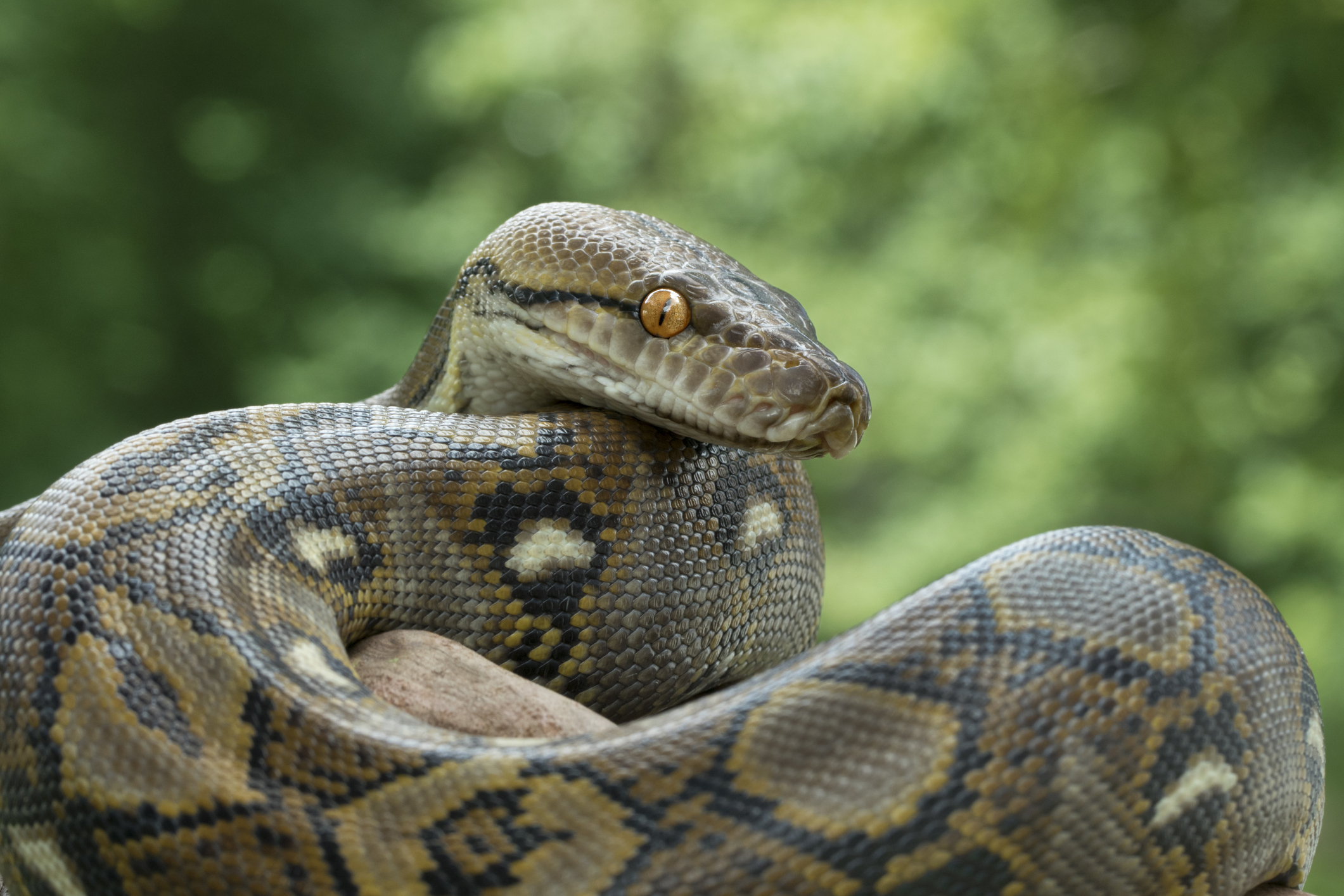 Is the 50-Foot Congo Snake Fact or Fiction?