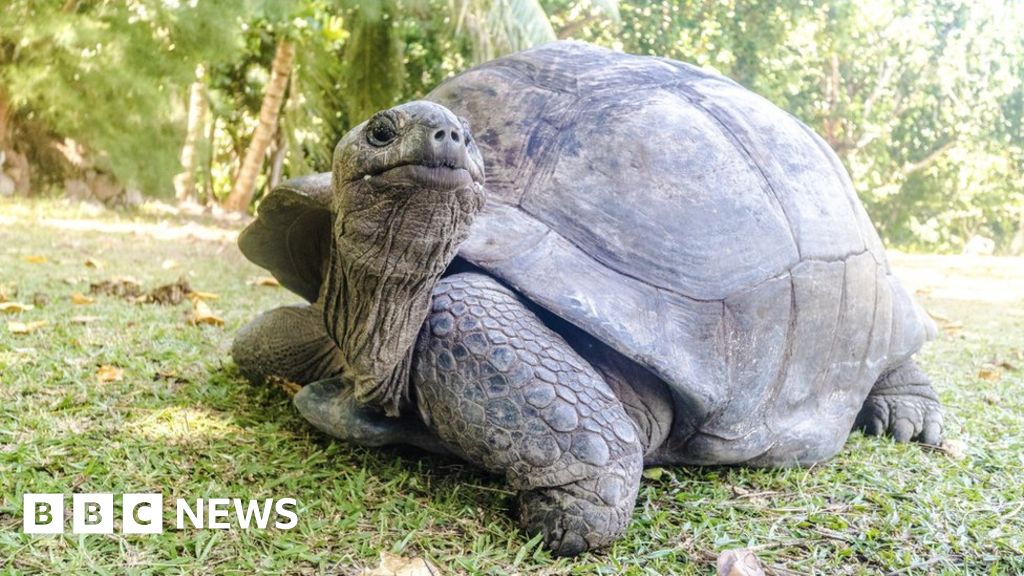 Seven giant tortoises found dead in woodland near Exeter