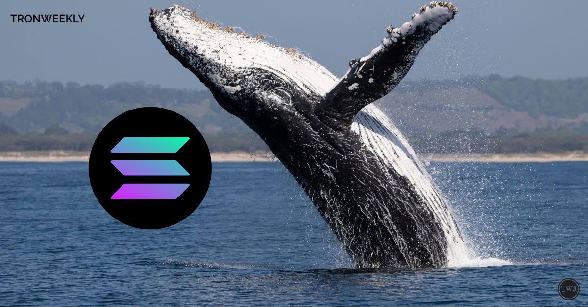 Solana Whales Trigger $180 Million Transaction Surge Amidst Price Volatility