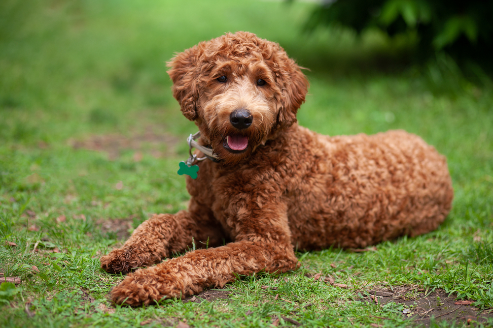 You Want a Dog, But Are Allergic – Can a Hypoallergenic Dog Really Help?