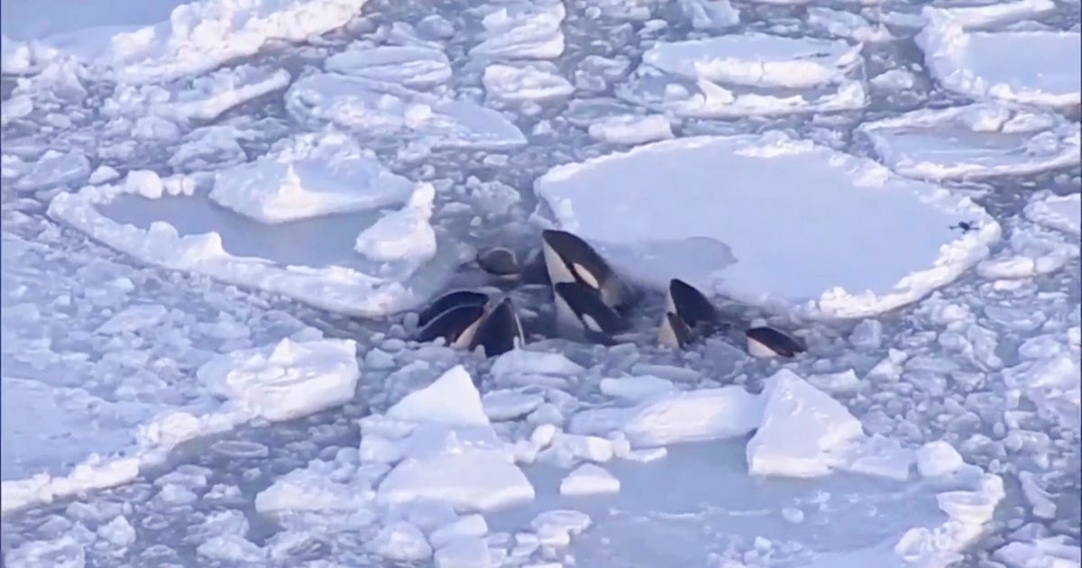 Pod Of Killer Whales Trapped In Drift Ice Off Japan Has Apparently Safely Escaped