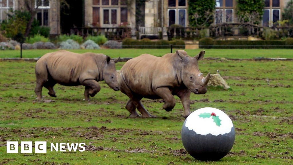 Watch: Rhinos ‘scared’ by Christmas pudding present