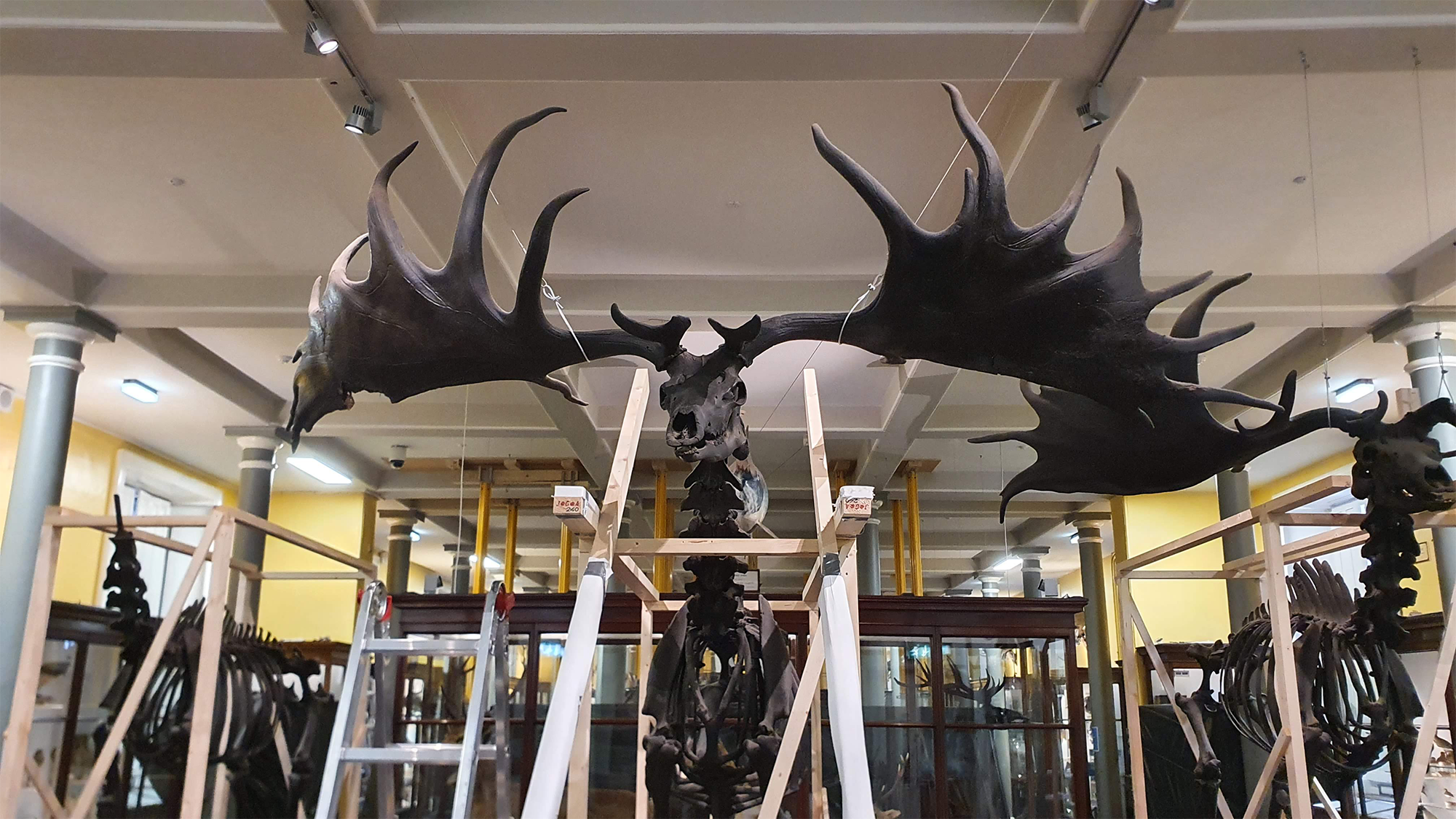 Ireland was once home to deer with massive 12-foot antlers