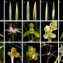 China’s orchid renaissance: Bridging ancient traditions and modern science