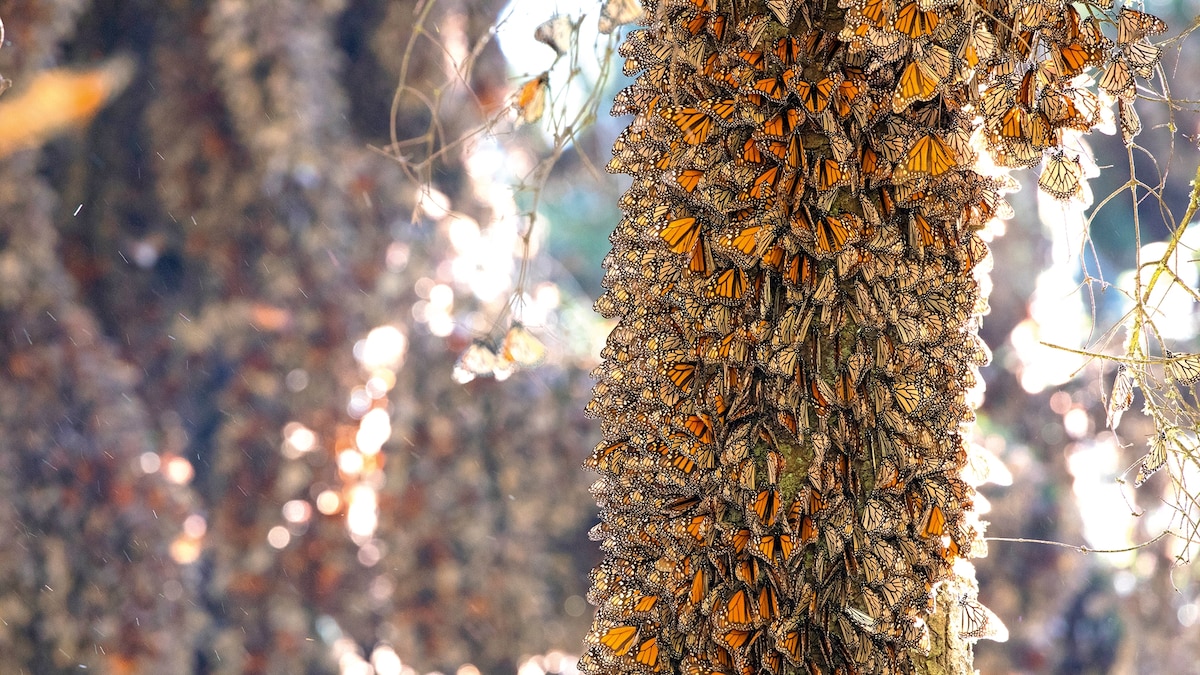 On the path of Monarch butterfly migration in Mexico