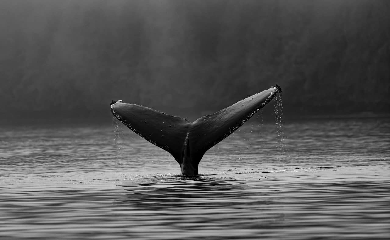 XRP Whales Move 180 Million Tokens as Judge Issues New Order in Ripple Lawsuit