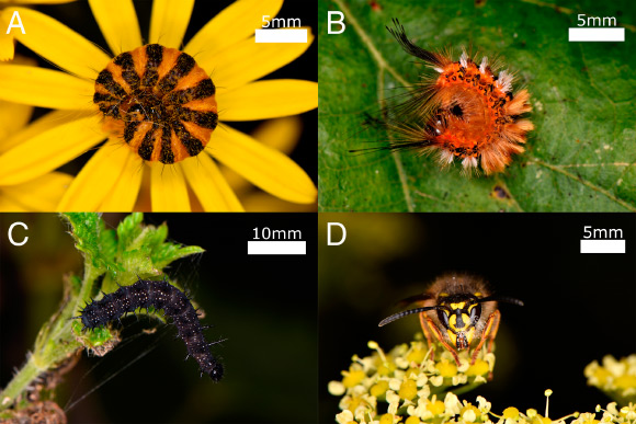Caterpillars Can Detect Predatory Wasps by Static Electricity They Emit, Study Suggests