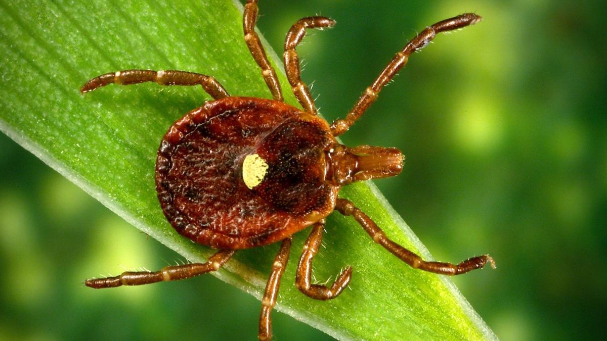 A lone star tick bite can cause a meat allergy: Here’s what to watch out for this summer