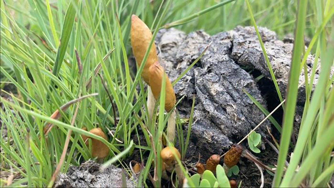 2 new species of hallucinogenic mushroom were just discovered